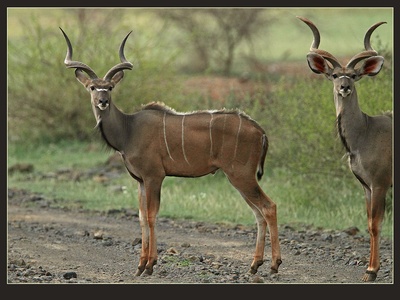 Greater kudu
