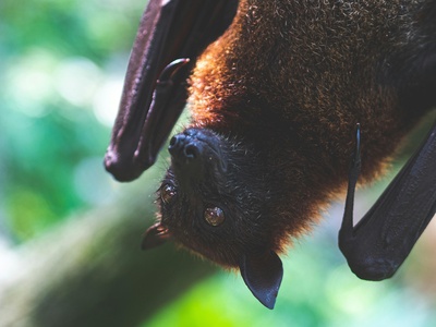 Greater long-nosed bat