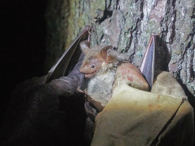 Greater mouse-eared bat