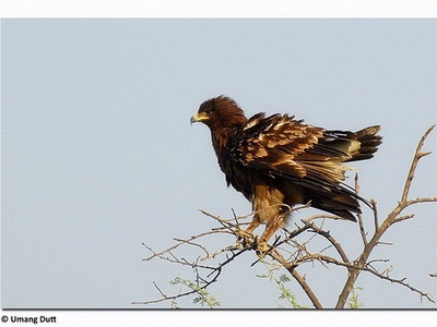 Greater spotted eagle