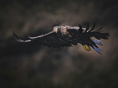 Greater spotted eagle