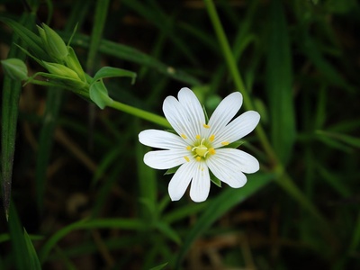 Greater stitchwort