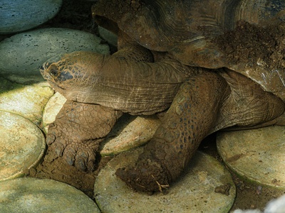 Greek (spur‑thighed) tortoise