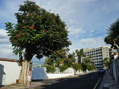 Greek strawberry tree