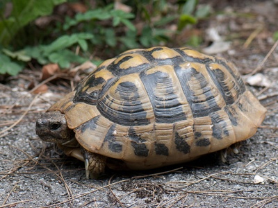 Greek tortoise