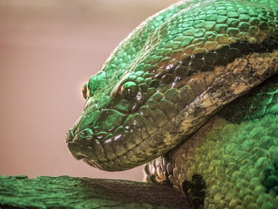 Green anaconda