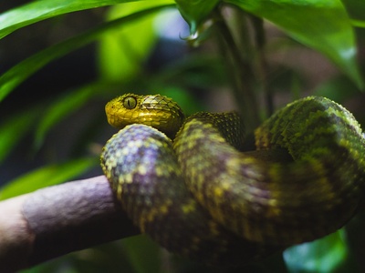 Green bush viper