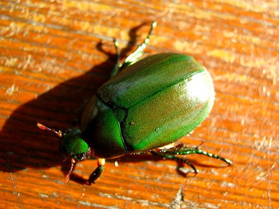 Green flower chafer