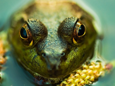 Green frog