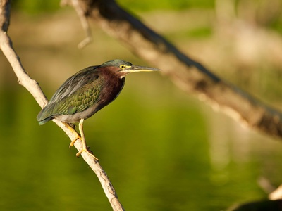 Green heron