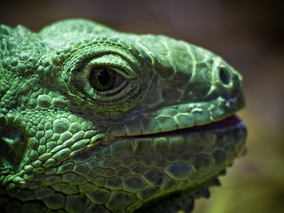 Green iguana