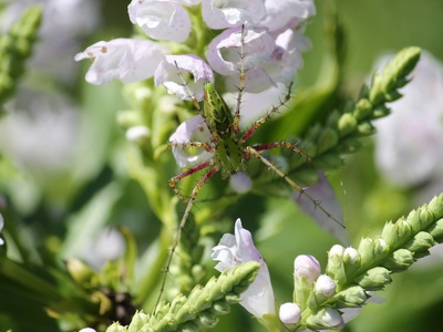 Green lynx spider