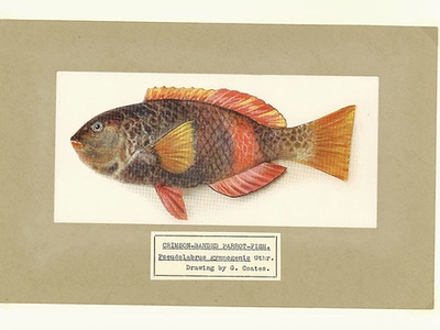 Green parrotfish (reef species)