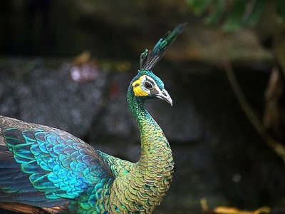 Green peafowl
