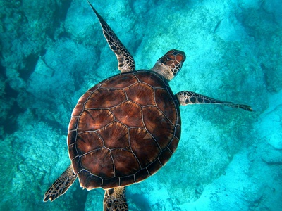 Green sea turtle