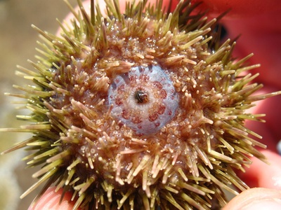 Green sea urchin
