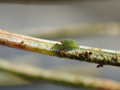 Green spruce aphid