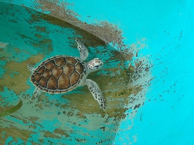 Green turtle