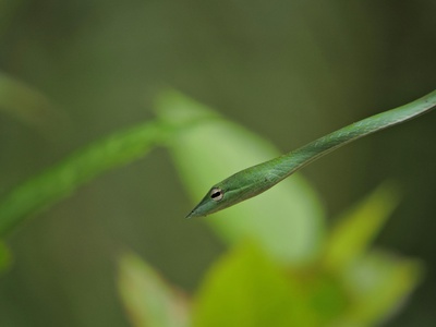 Green vine snake