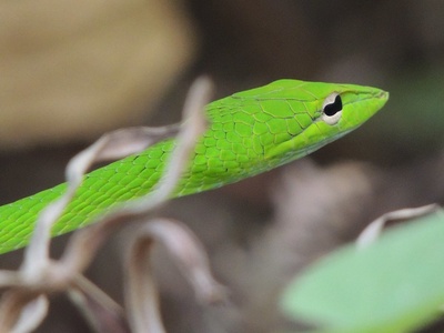 Green whip snake