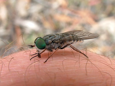 Greenhead horsefly