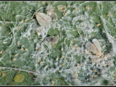 Greenhouse whitefly
