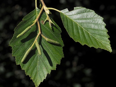 Grey alder