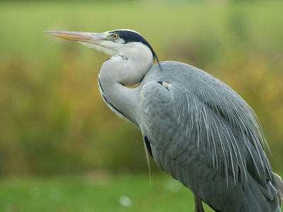 Grey Heron