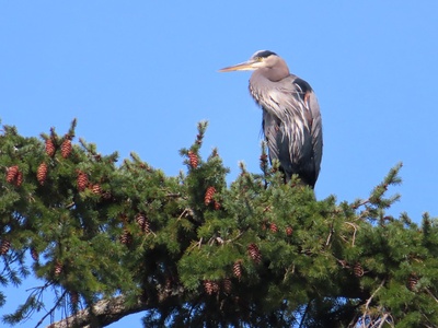 Grey heron