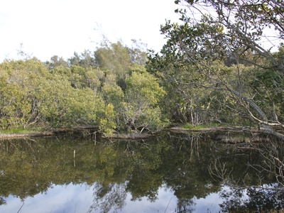 Grey mangrove