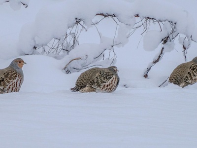 Grey Partridge