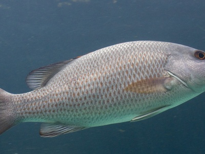 Grey snapper