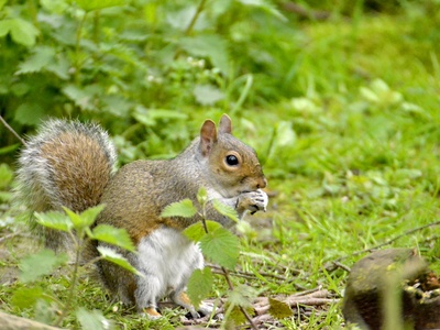 Grey squirrel