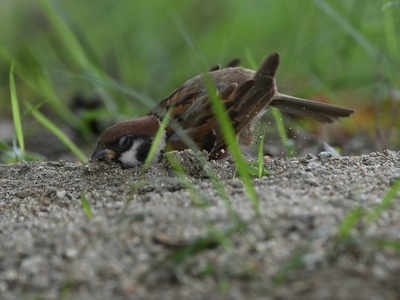 Ground beetle (Eurasian)