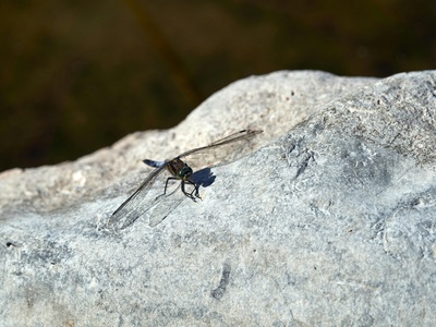 Ground stonefly