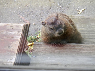 Groundhog (woodchuck)