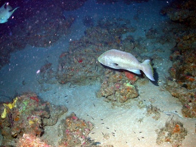 Grouper (yellowmouth)