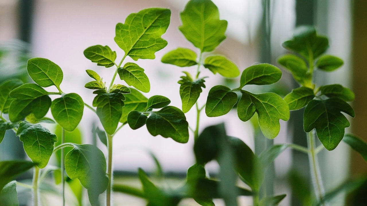 Container-grown mint next to a pot of basil on a sunny windowsill.