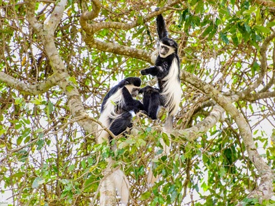 Guereza (black-and-white colobus)