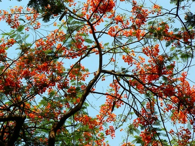 Gulmohar (Flame tree)