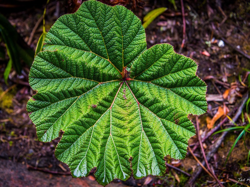 Invasive Species In Northern Ireland: The Complete List - Flora Fauna Fun
