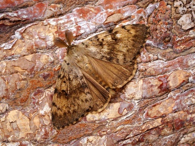 Gypsy moth