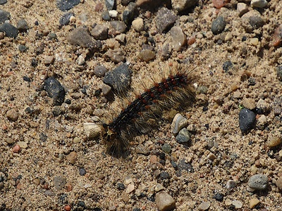 Gypsy moth (spongy moth)