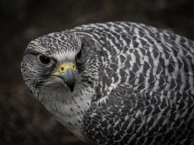 Gyrfalcon