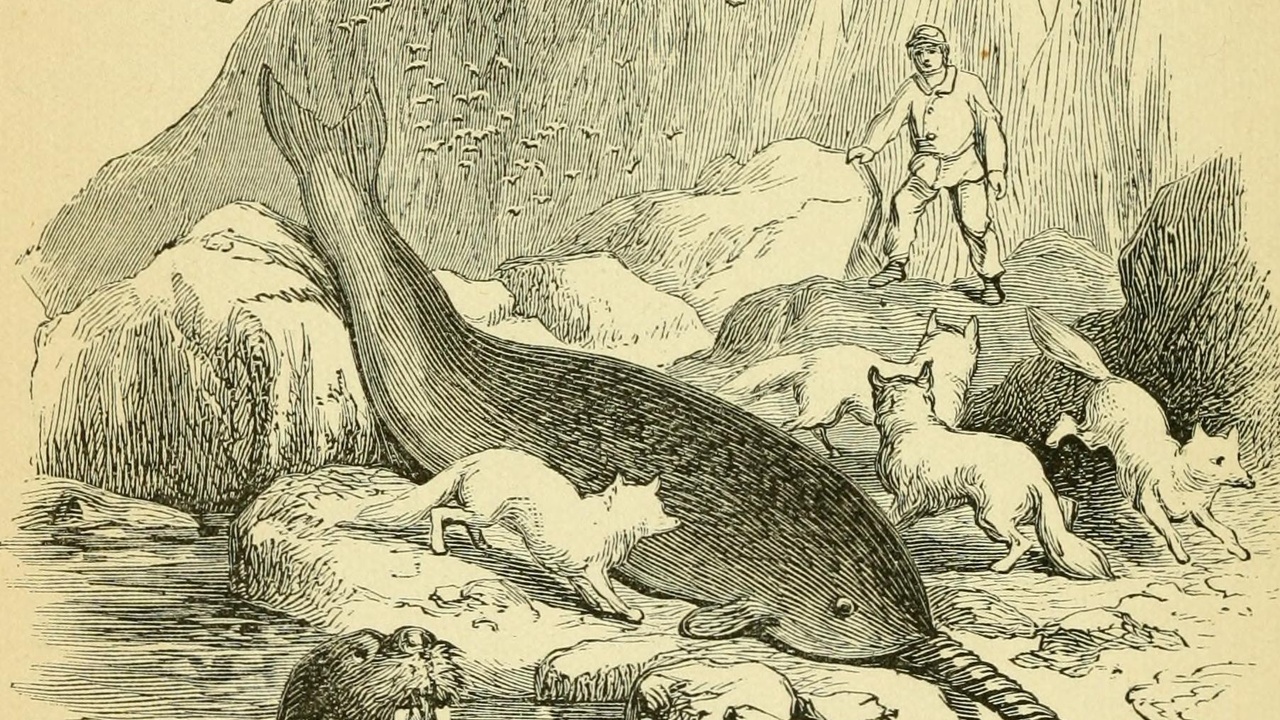 Beluga whales surfacing in Arctic coastal waters near ice floes