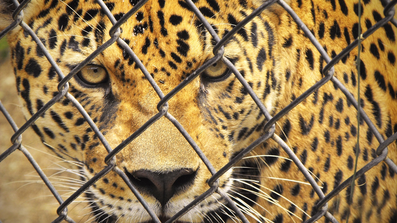Jaguar in a subtropical forest of northeastern Argentina