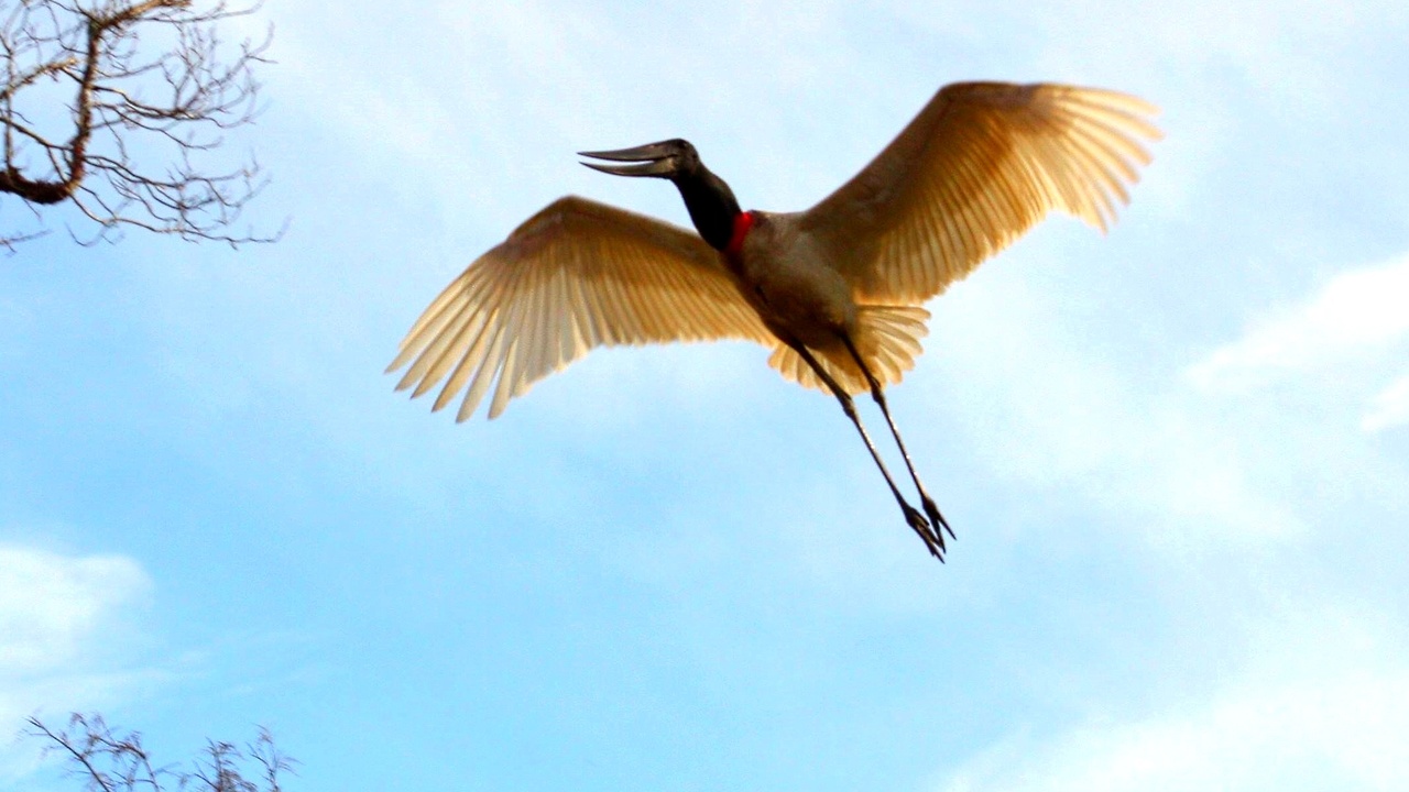 Coastal birdlife and penguins at Peninsula Valdés, Argentina