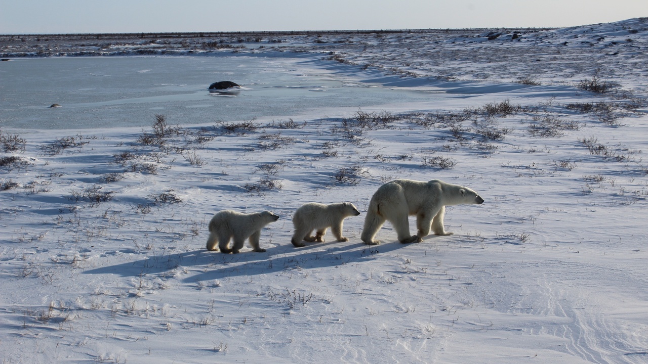 Polar bear, arctic fox, and muskox on tundra and sea ice landscape