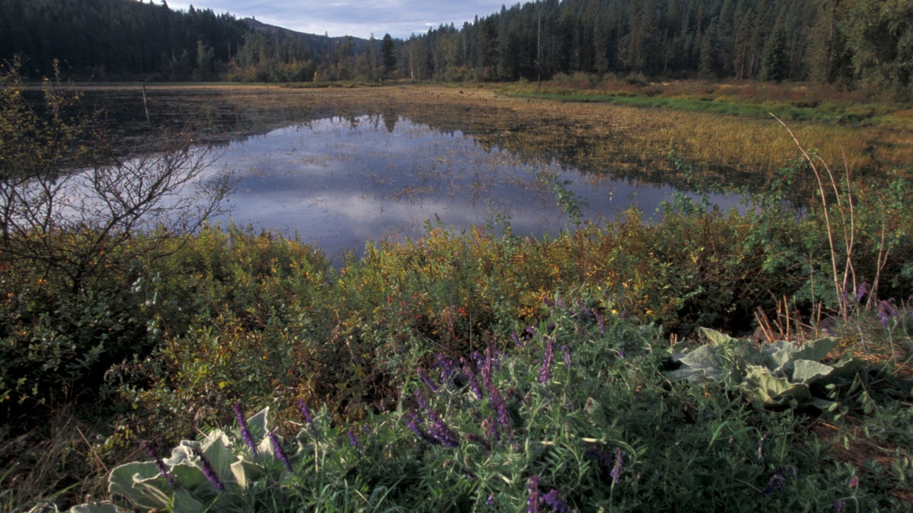 Moose feeding in a wetland and elk grazing in an open meadow; road sign warning of large mammals