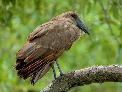 Hamerkop